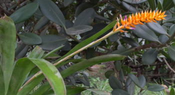 Espécie nova de bromélia floresce no Jardim Botânico do Rio