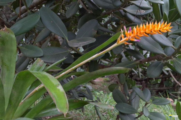Espécie nova de bromélia floresce no Jardim Botânico do Rio