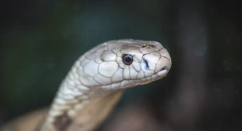 Estudo prevê substituição de roedor em testes antiveneno de serpentes