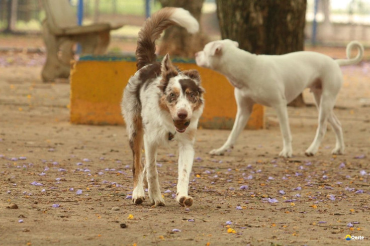 Exposição a multidões no carnaval traz riscos à saúde dos animais