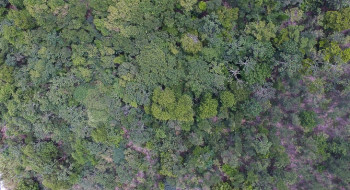 Exposição digital mostra vida nos seis biomas brasileiros