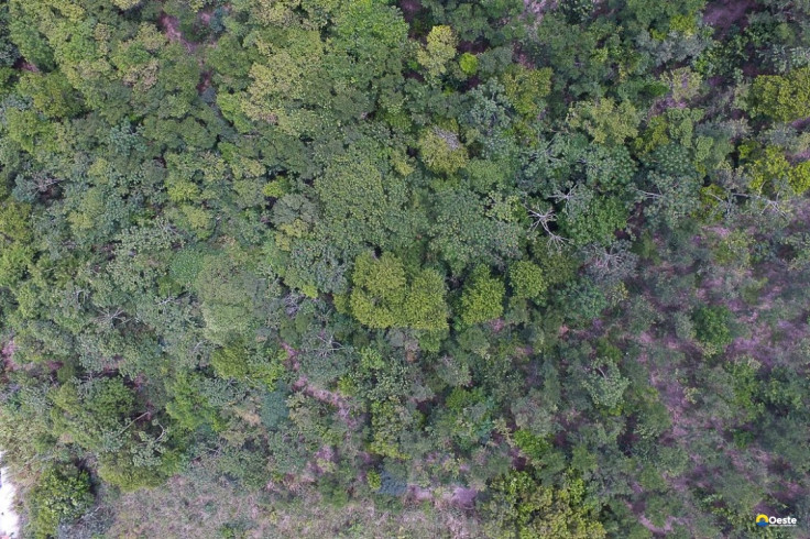 Exposição digital mostra vida nos seis biomas brasileiros