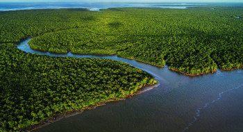 Exposição no CCBB RJ destaca importância e riqueza dos manguezais