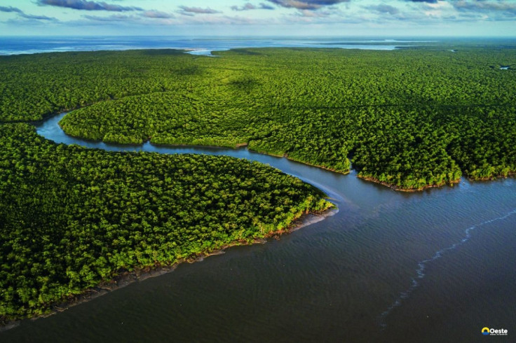 Exposição no CCBB RJ destaca importância e riqueza dos manguezais