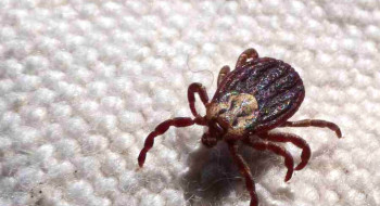 Febre maculosa causa mais duas mortes no interior de São Paulo