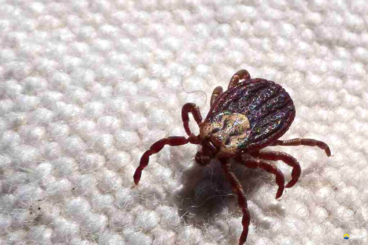 Febre maculosa causa mais duas mortes no interior de São Paulo