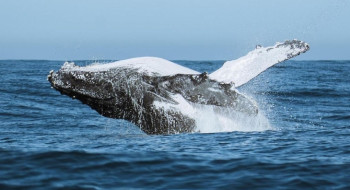 Festival une ciência, tecnologia e meio ambiente no audiovisual