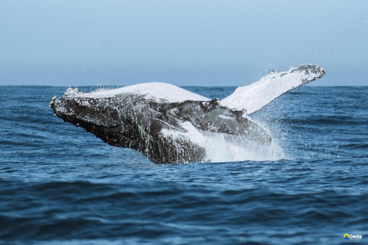 Festival une ciência, tecnologia e meio ambiente no audiovisual