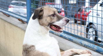 Fogos de artifício acarretam sofrimento físico e risco para animais