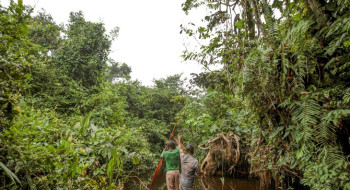 França lidera ação de US$ 2,5 bilhões para proteger floresta do Congo