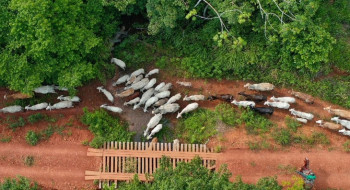 Funai solicita apoio da PF para investigar emboscada no Pará