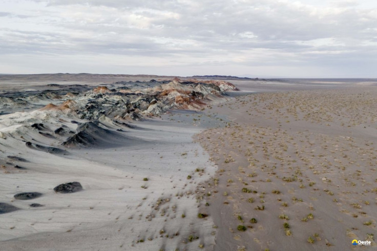 Fungos podem restaurar terras degradadas e combater crise climática