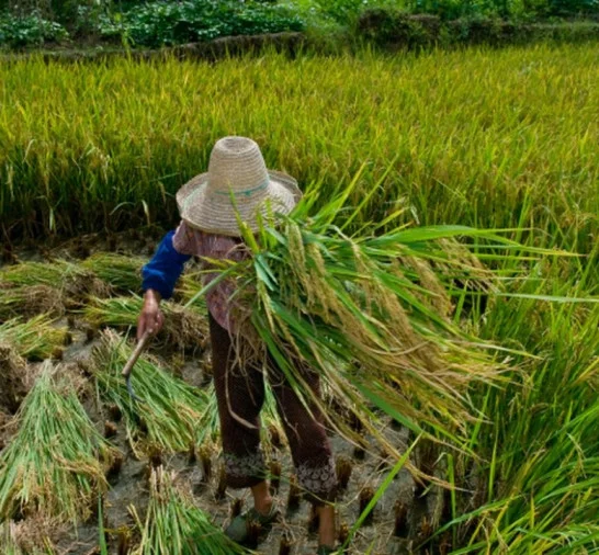 Garantia de direitos trabalhistas no campo ainda enfrenta desafios