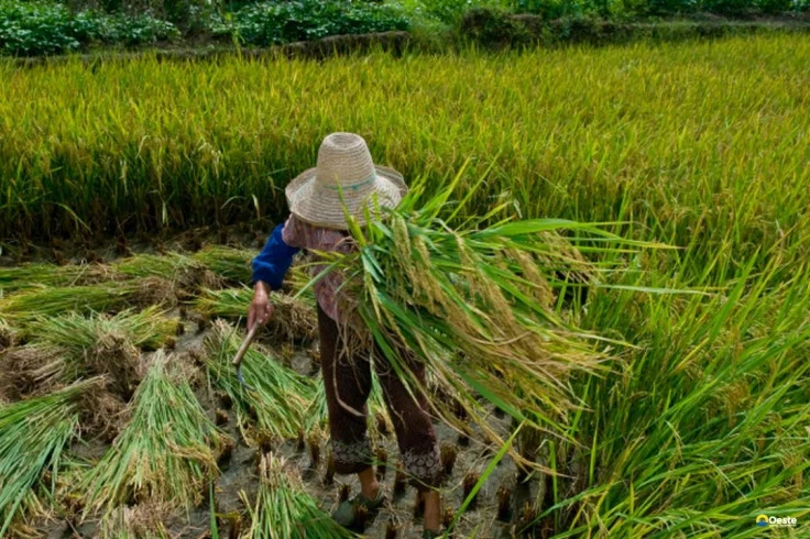 Garantia de direitos trabalhistas no campo ainda enfrenta desafios
