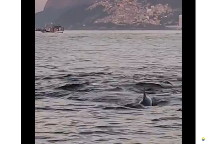 Golfinhos encantam banhistas no Rio e indicam boas condições de praia