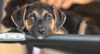 Governo abre consulta pública sobre genéricos e similares veterinários