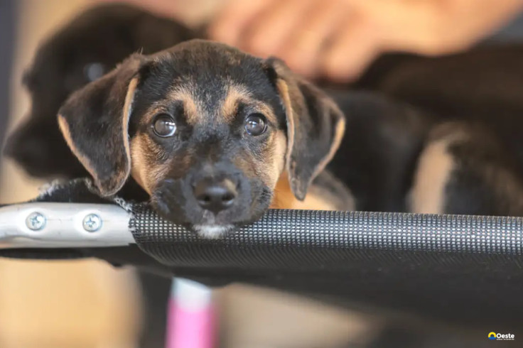 Governo abre consulta pública sobre genéricos e similares veterinários