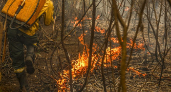 Governo lança painel inédito para rastrear gastos ambientais