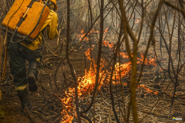 Governo lança painel inédito para rastrear gastos ambientais