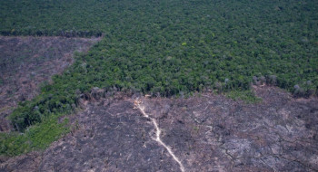 Governo Trump usa desmatamento para impor taxas ao Brasil