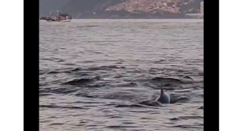 Grupo de golfinhos indica boas condições ambientais em praia carioca