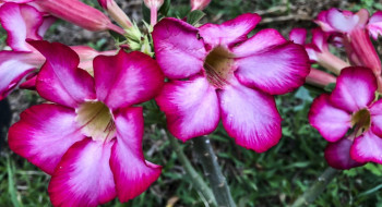 Hoje é Dia: início da primavera e datas ligadas à saúde são destaques