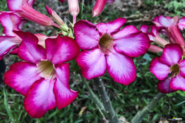 Hoje é Dia: início da primavera e datas ligadas à saúde são destaques