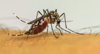 Infecções por Aedes aegypti elevam risco de complicações no parto