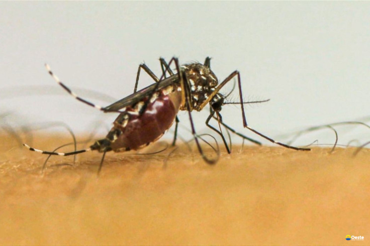 Infecções por Aedes aegypti elevam risco de complicações no parto
