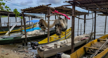 Início do defeso da piracema restringe pesca comercial no país