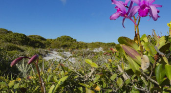 Inpe confirma redução de desmatamento na maioria dos biomas em 2024