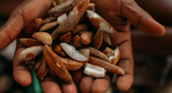 Instituto oferece bolsas para estimular bioeconomia amazônica