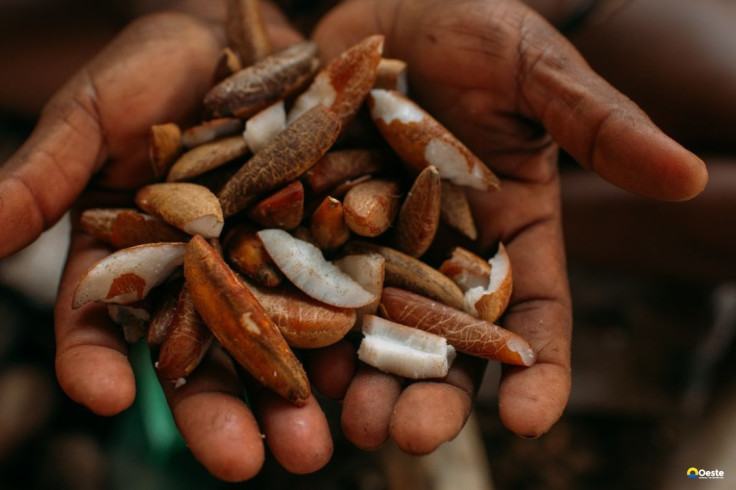 Instituto oferece bolsas para estimular bioeconomia amazônica