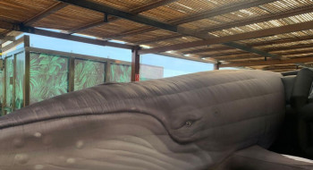 Jardim Botânico do Rio expõe réplica de jubarte por conscientização