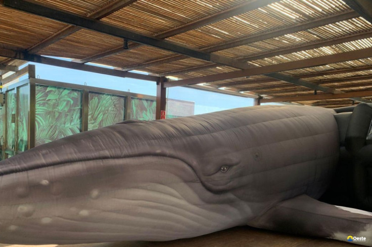 Jardim Botânico do Rio expõe réplica de jubarte por conscientização