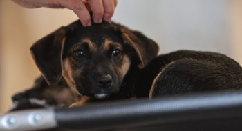 Lei define guarda compartilhada de pets; veja detalhes