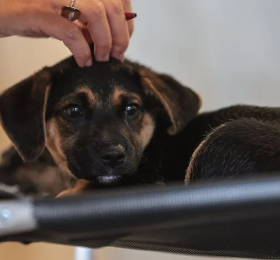 Lei define guarda compartilhada de pets; veja detalhes