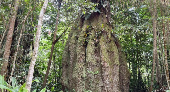 Lista das espécies da flora ameaçadas de extinção é atualizada