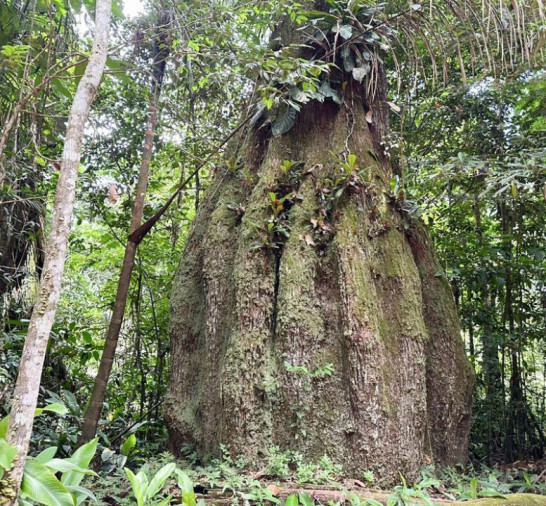 Lista das espécies da flora ameaçadas de extinção é atualizada