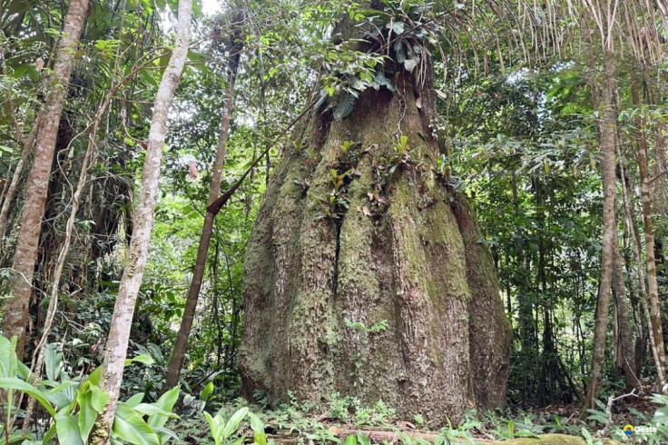 Lista das espécies da flora ameaçadas de extinção é atualizada