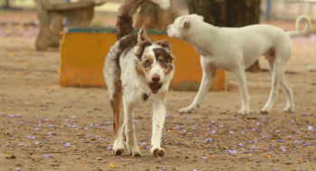 Mais de 300 pets estarão disponíveis para adoção em evento em SP