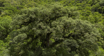 Mata Atlântica perde 2,4 milhões de hectares em 40 anos