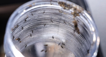 Ministério da Saúde intensificará mobilização contra dengue no Brasil