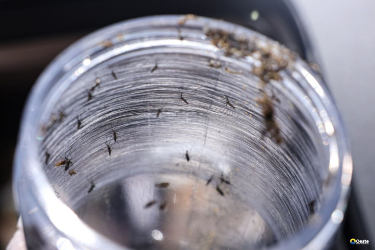 Ministério da Saúde intensificará mobilização contra dengue no Brasil