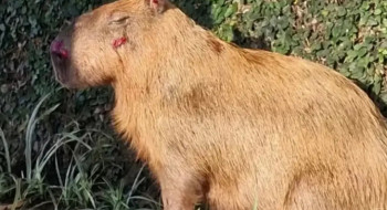 MPRJ denuncia agressores de capivara na Ilha do Governador no Rio