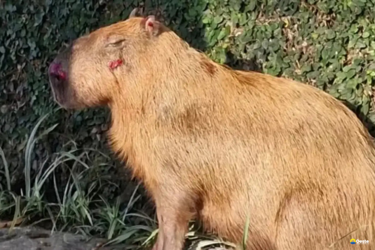 MPRJ denuncia agressores de capivara na Ilha do Governador no Rio