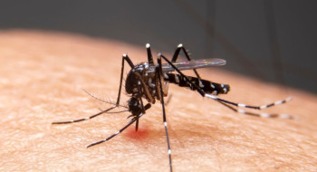 Mudanças climáticas já causam aumento de doenças infecciosas no país
