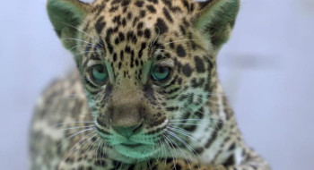 Onça-pintada nascida no BioParque Vale Amazônia ganha o nome de Xingu