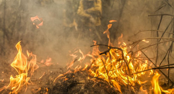Pantanal é o bioma mais atingido pelo aumento da temperatura no país