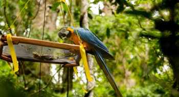 Parque Nacional da Tijuca recebe primeira soltura de araras-canindés